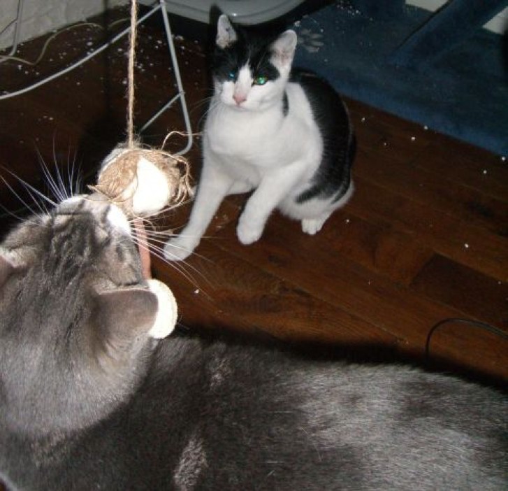 Picture of a cat / kitten / feline