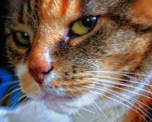 Picture of a cat / kitten / feline