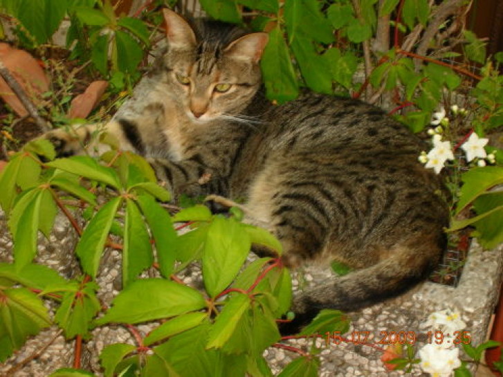 Picture of a cat / kitten / feline