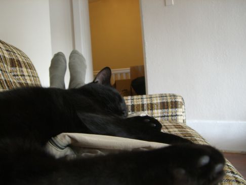 Picture of a cat / kitten / feline