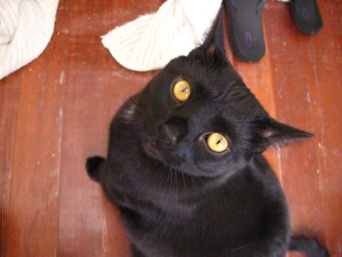 Picture of a cat / kitten / feline