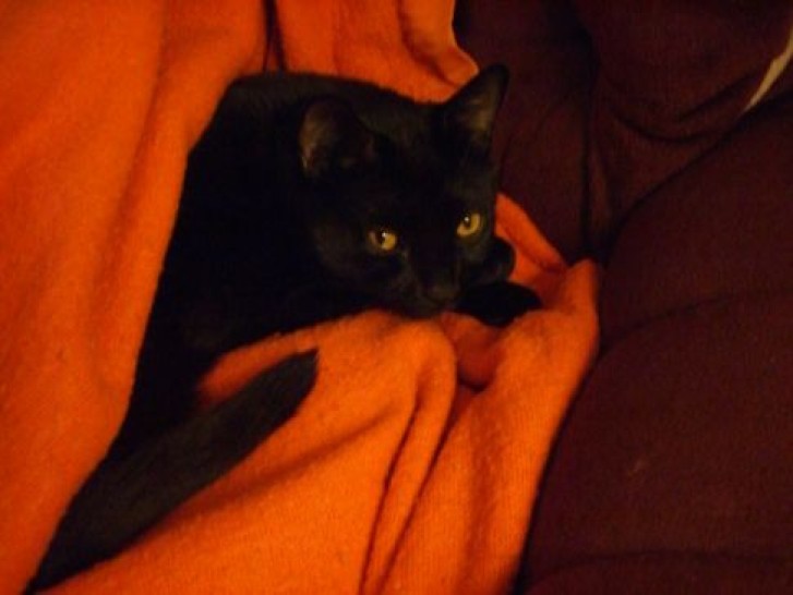 Picture of a cat / kitten / feline