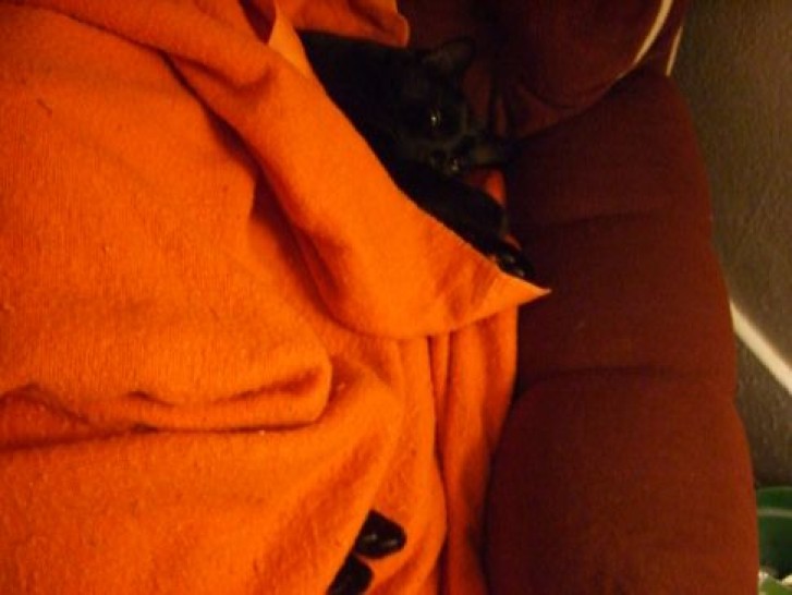 Picture of a cat / kitten / feline