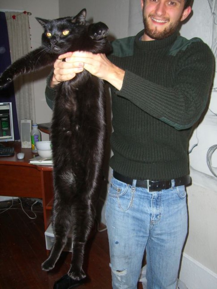 Picture of a cat / kitten / feline