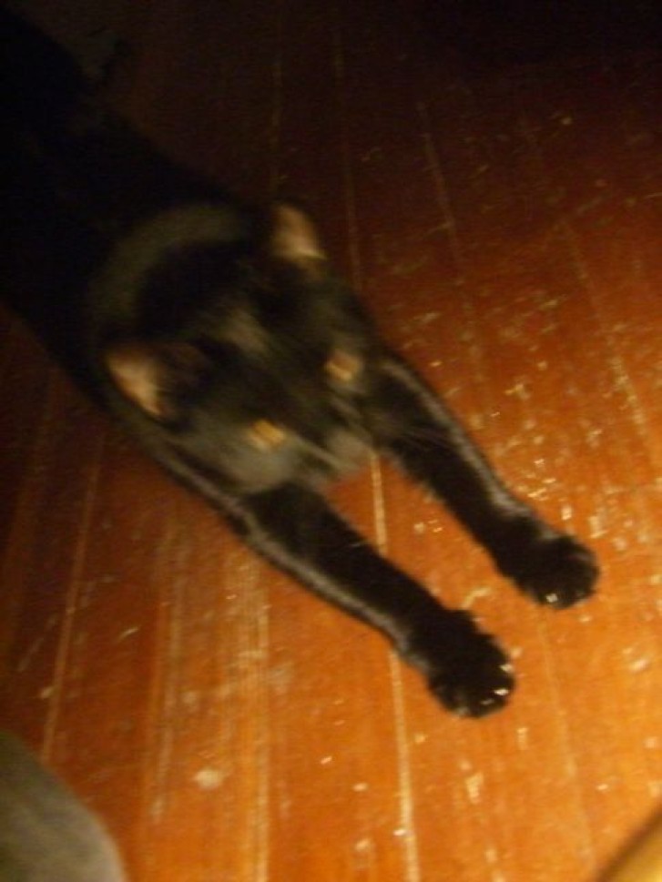 Picture of a cat / kitten / feline