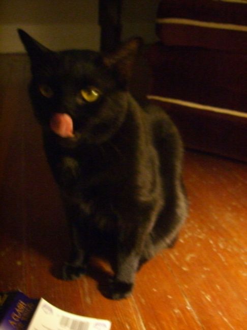 Picture of a cat / kitten / feline