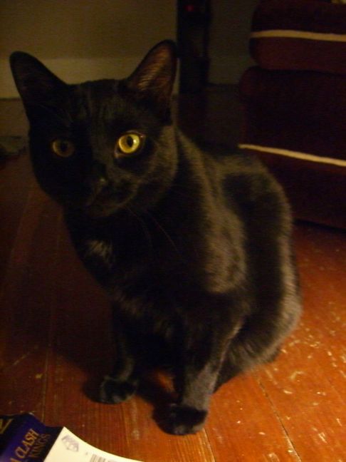 Picture of a cat / kitten / feline