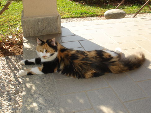 Picture of a cat / kitten / feline