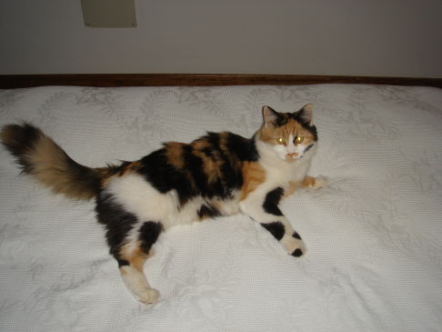 Picture of a cat / kitten / feline