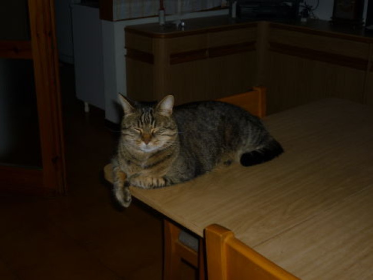 Picture of a cat / kitten / feline