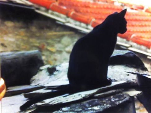 Picture of a cat / kitten / feline