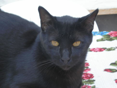 Picture of a cat / kitten / feline