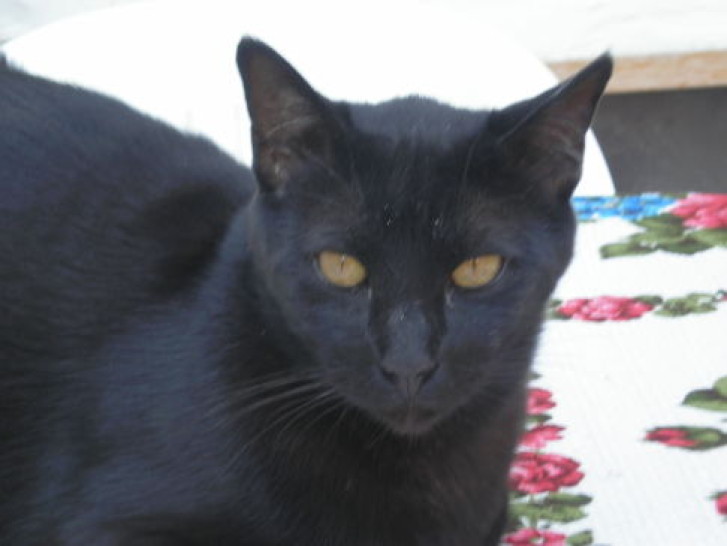 Picture of a cat / kitten / feline