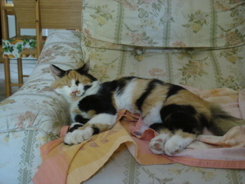 Picture of a cat / kitten / feline