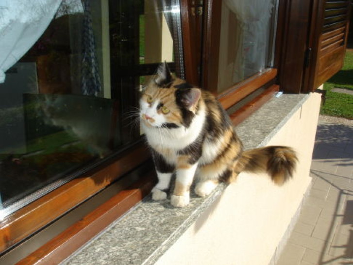 Picture of a cat / kitten / feline