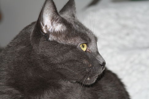 Picture of a cat / kitten / feline