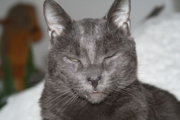 Picture of a cat / kitten / feline