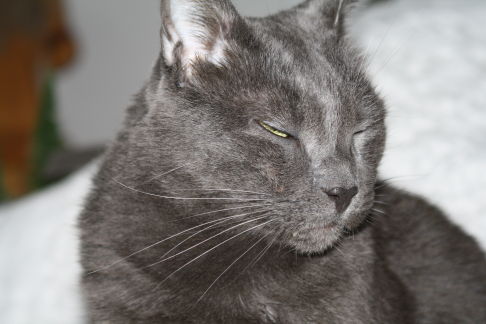 Picture of a cat / kitten / feline