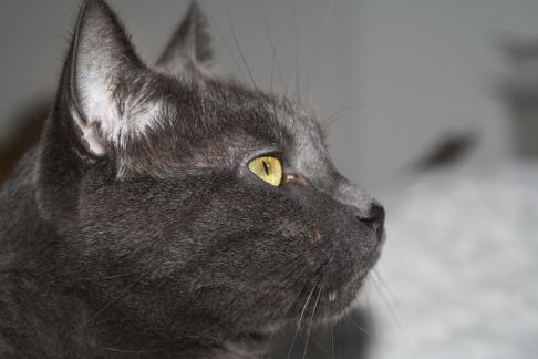 Picture of a cat / kitten / feline