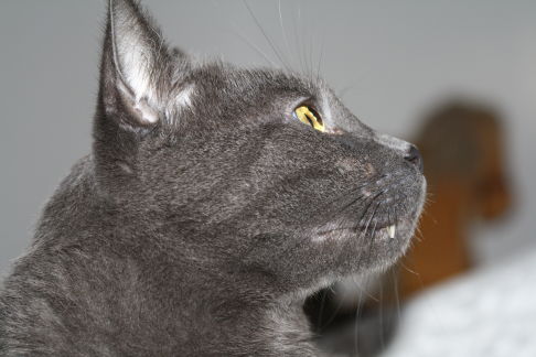 Picture of a cat / kitten / feline