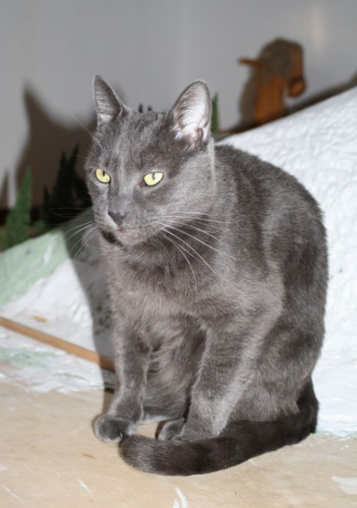 Picture of a cat / kitten / feline