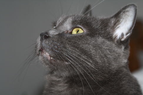 Picture of a cat / kitten / feline