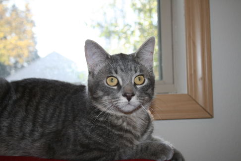 Picture of a cat / kitten / feline