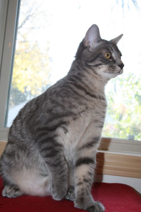 Picture of a cat / kitten / feline