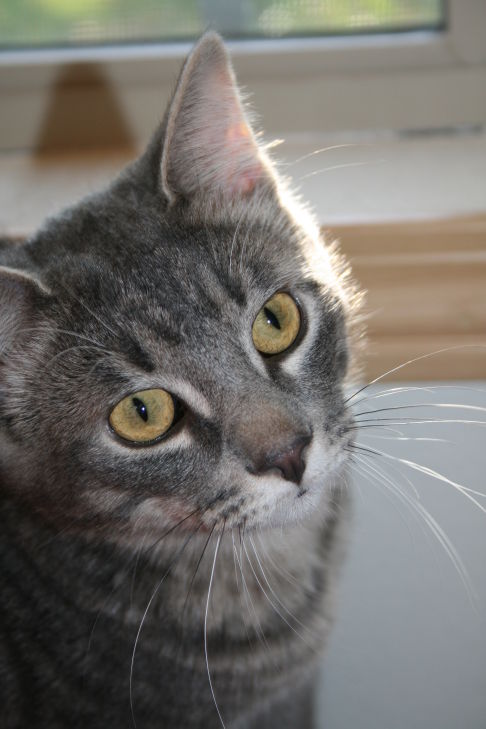 Picture of a cat / kitten / feline