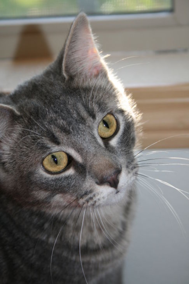 Picture of a cat / kitten / feline