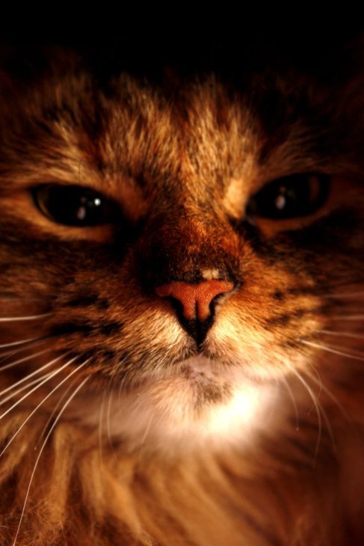 Picture of a cat / kitten / feline