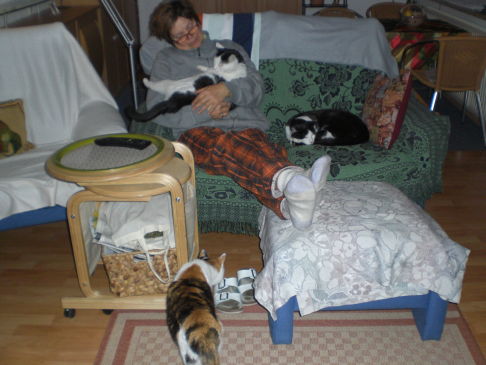 Picture of a cat / kitten / feline