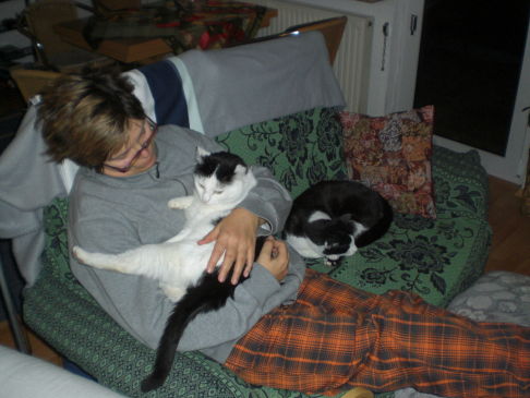 Picture of a cat / kitten / feline