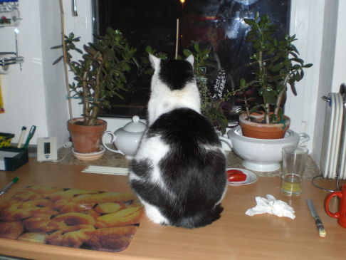 Picture of a cat / kitten / feline