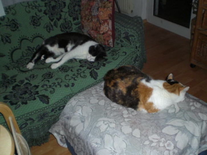 Picture of a cat / kitten / feline