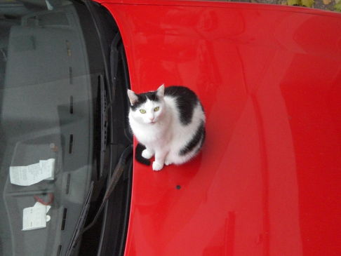 Picture of a cat / kitten / feline