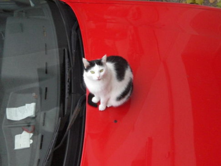 Picture of a cat / kitten / feline