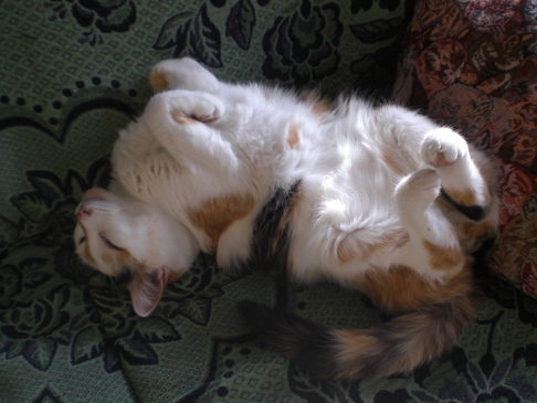 Picture of a cat / kitten / feline