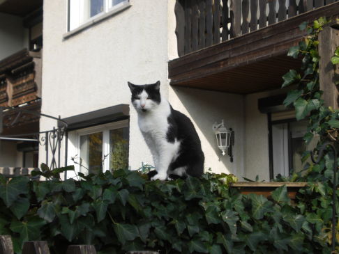 Picture of a cat / kitten / feline