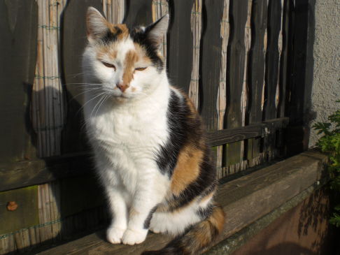 Picture of a cat / kitten / feline