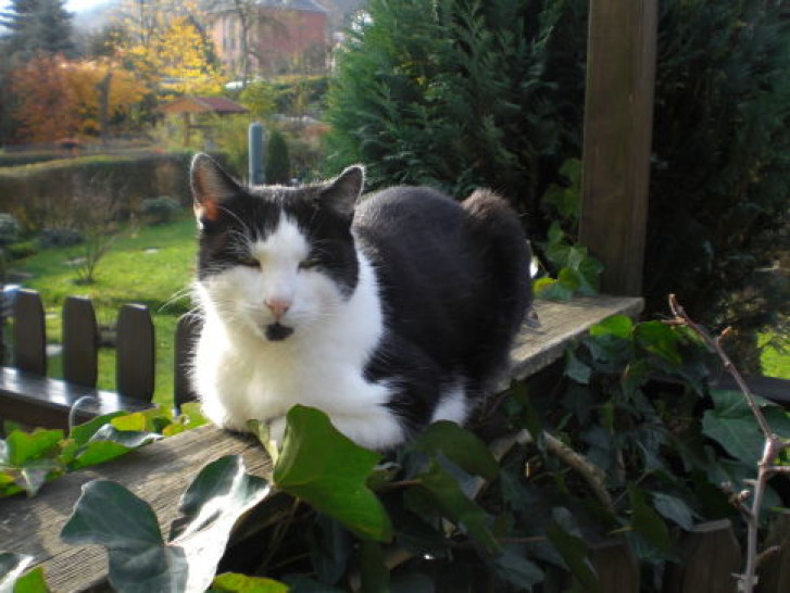 Picture of a cat / kitten / feline