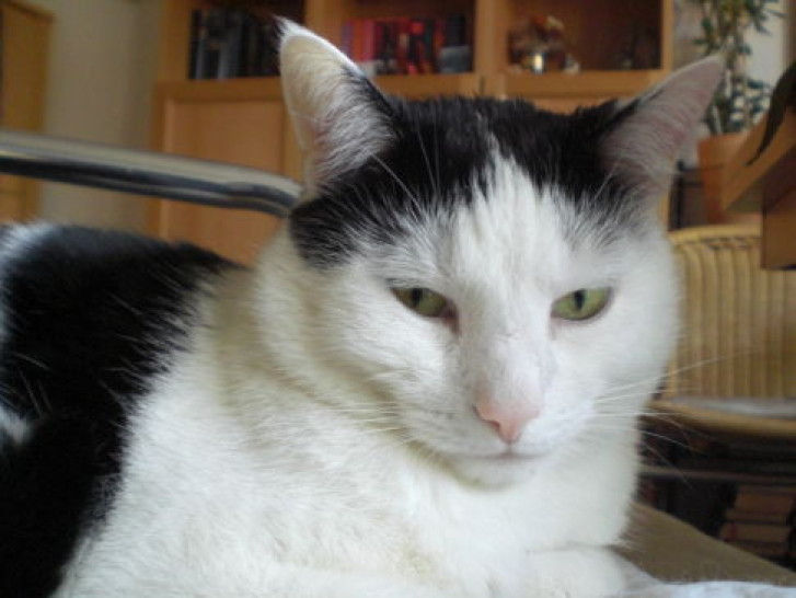 Picture of a cat / kitten / feline