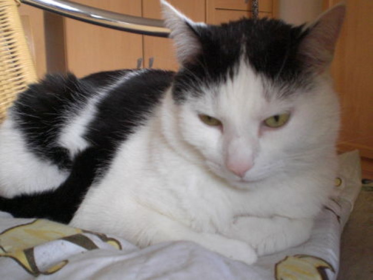 Picture of a cat / kitten / feline