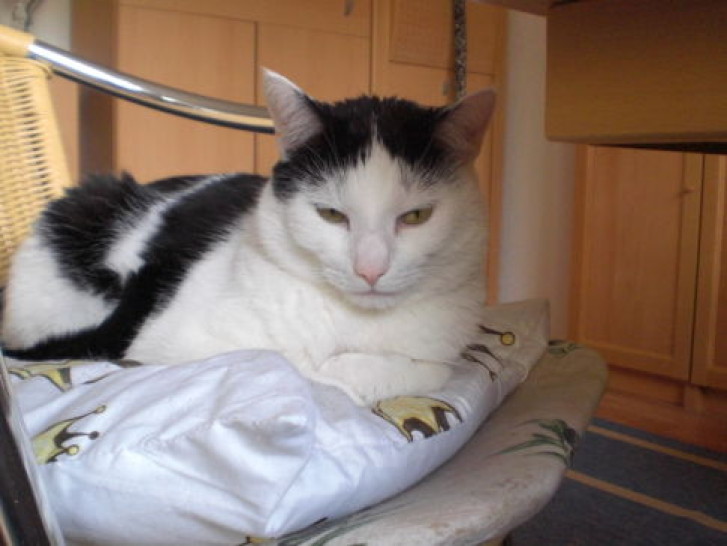 Picture of a cat / kitten / feline