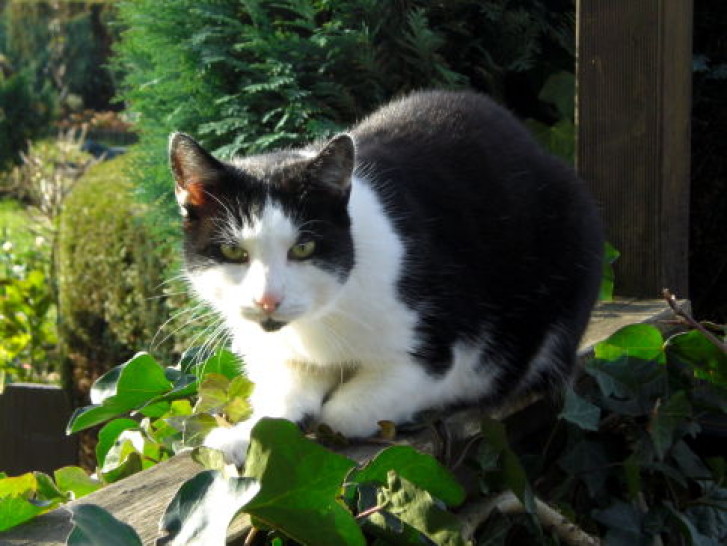 Picture of a cat / kitten / feline