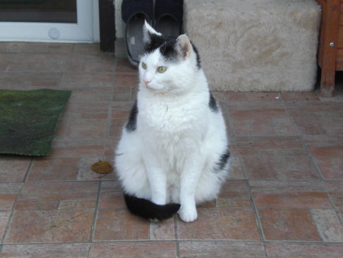 Picture of a cat / kitten / feline