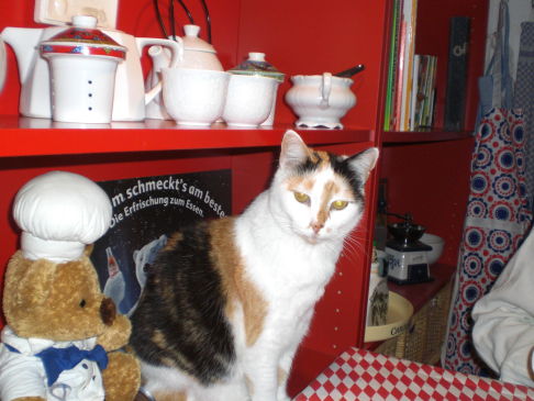 Picture of a cat / kitten / feline