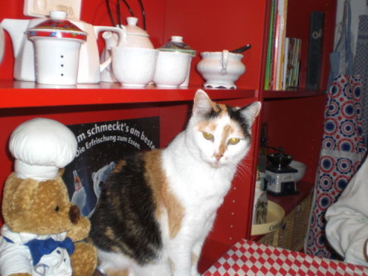 Picture of a cat / kitten / feline