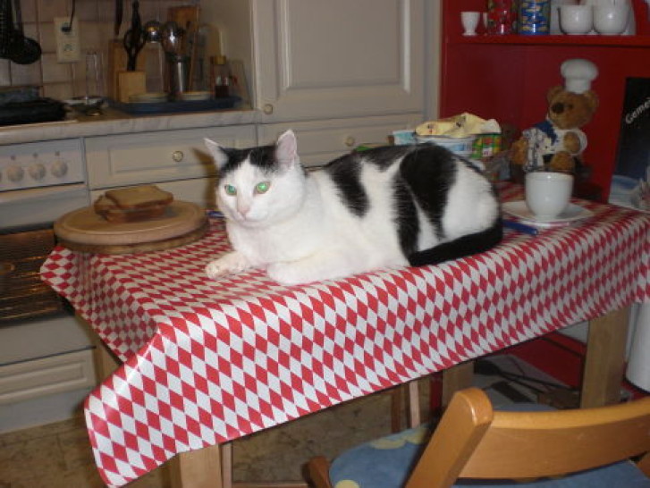 Picture of a cat / kitten / feline