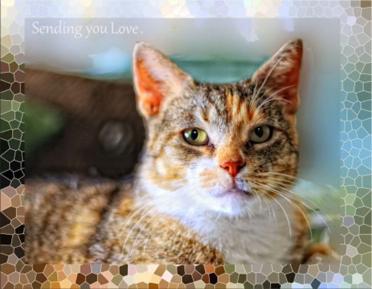 Picture of a cat / kitten / feline